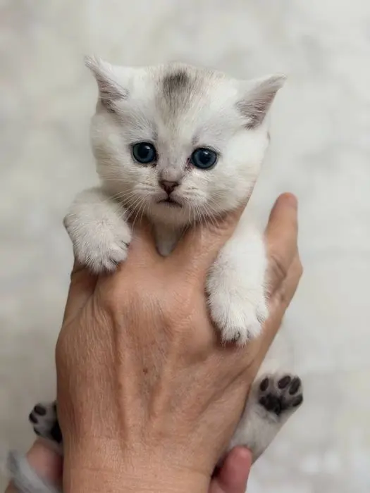 Мушук боласи,котенок