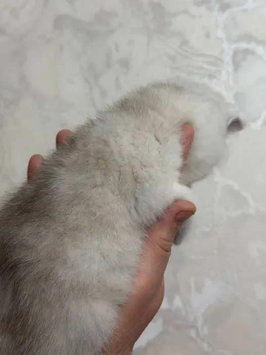 Мушук боласи,котенок