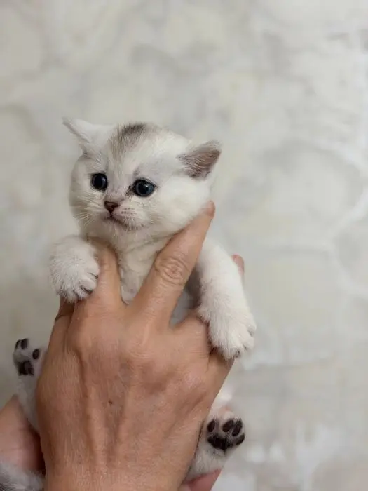 Мушук боласи,котенок