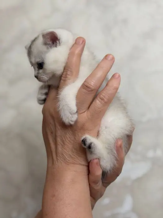 Мушук боласи,котенок