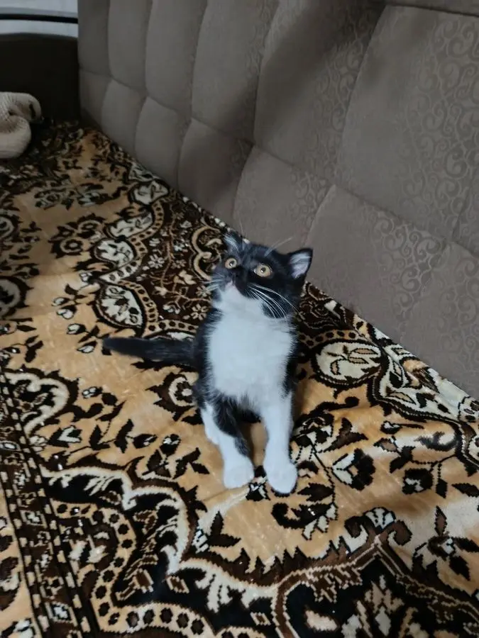 Отдам в добрые руки. Котёнок . Девочка