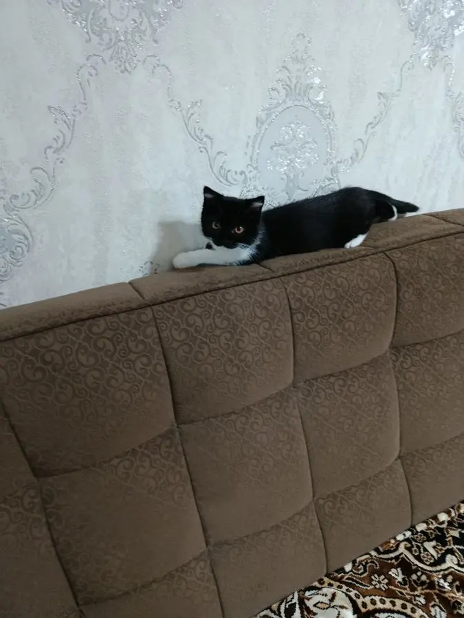 Отдам в добрые руки. Котёнок . Девочка