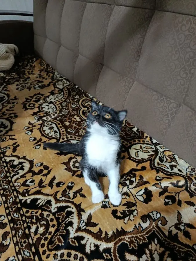 Отдам в добрые руки. Котёнок . Девочка