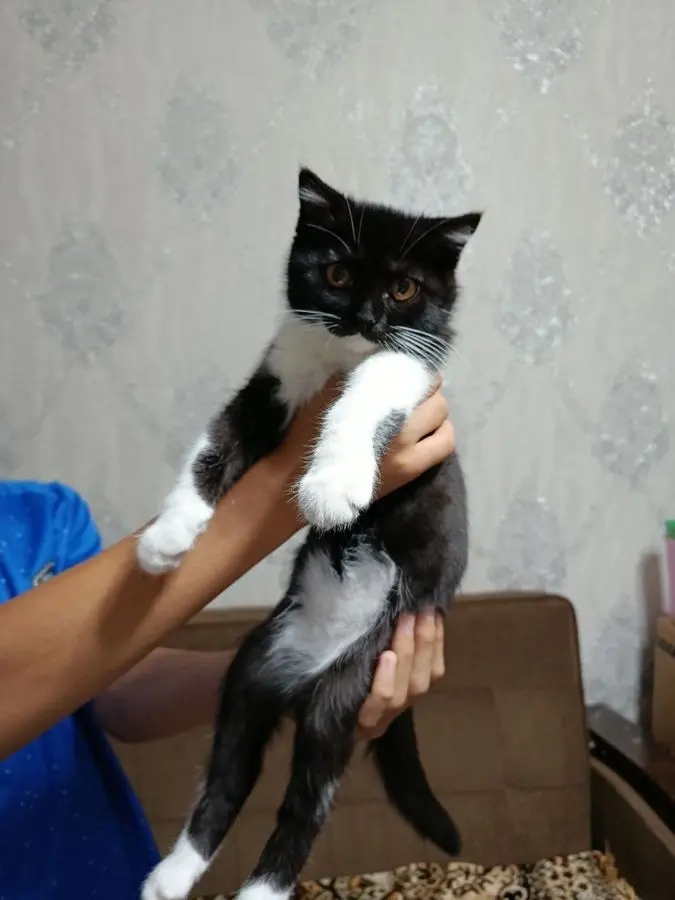 Отдам в добрые руки. Котёнок . Девочка