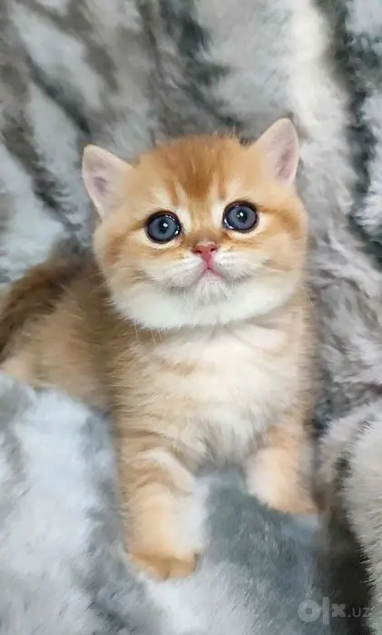 Британец мальчик 1.5 месяца