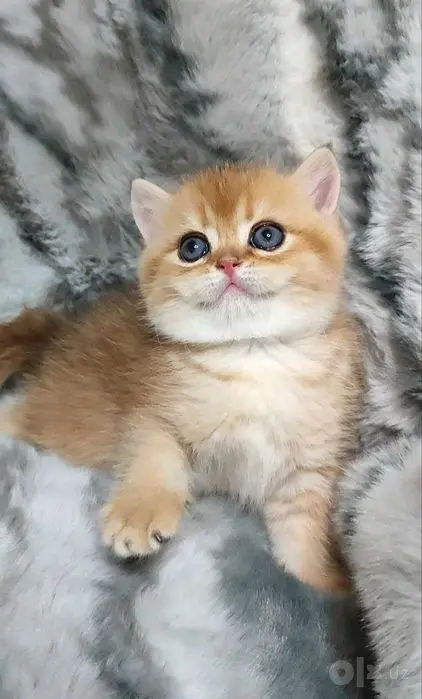Британец мальчик 1.5 месяца