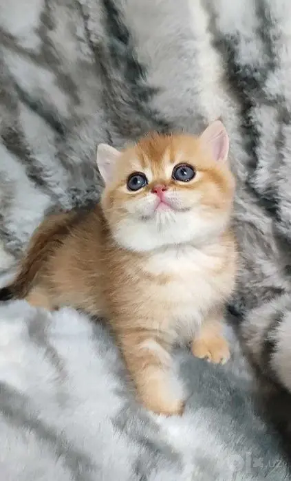 Британец мальчик 1.5 месяца