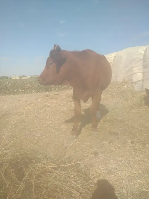 Zodor   G'unojin sotiladi