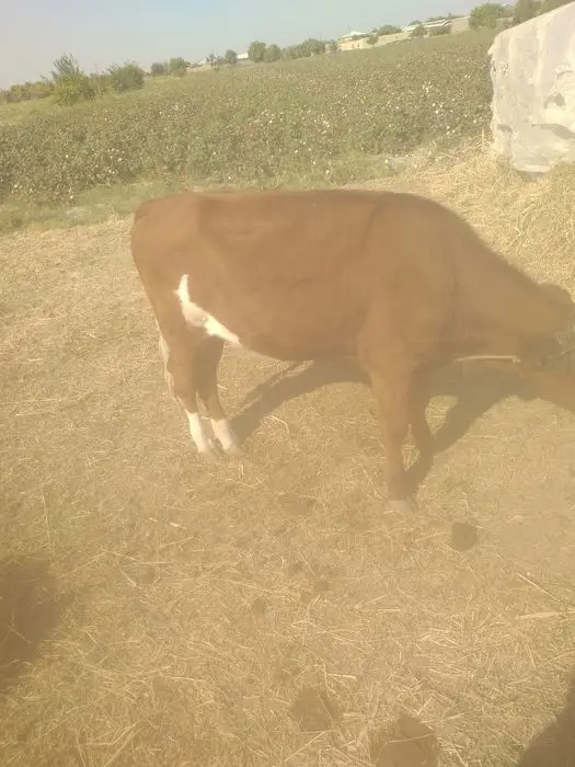 Zodor   G'unojin sotiladi