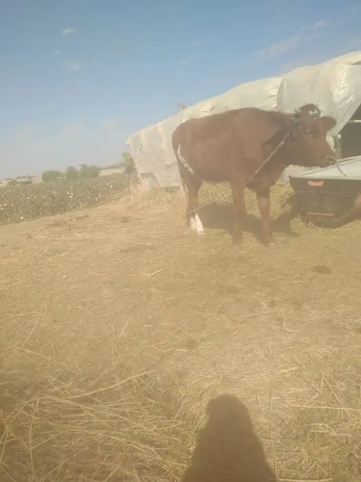 Zodor   G'unojin sotiladi