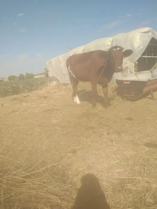 Zodor   G'unojin sotiladi