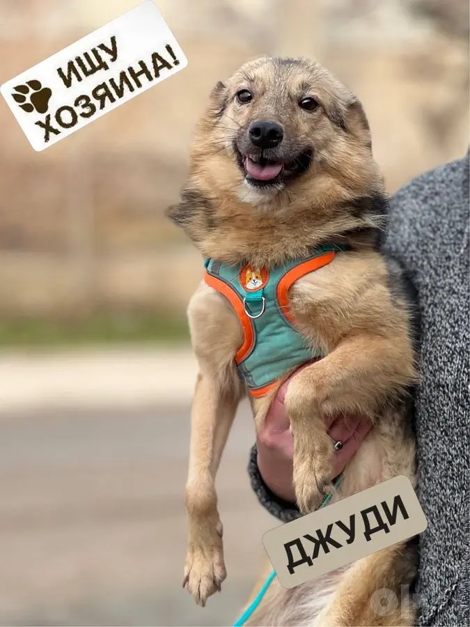 Джуди в поисках семьи!