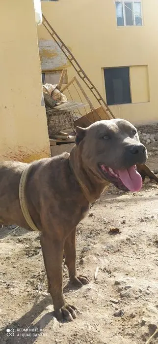 Pitbull zotli it erkak