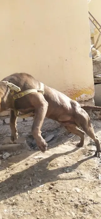 Pitbull zotli it erkak