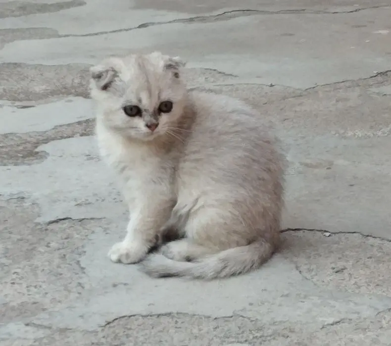 Кошки зотли 2.5 ойли Shinshilla qiz 
2.5 oyli
Sotuvda
Toshkentda
Onasi