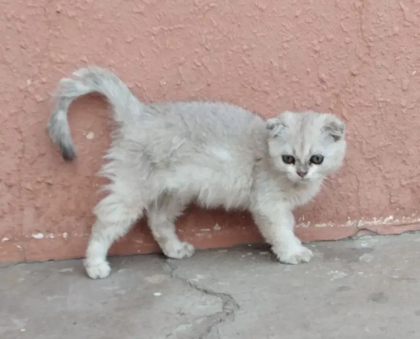 Кошки зотли 2.5 ойли Shinshilla qiz 
2.5 oyli
Sotuvda
Toshkentda
Onasi