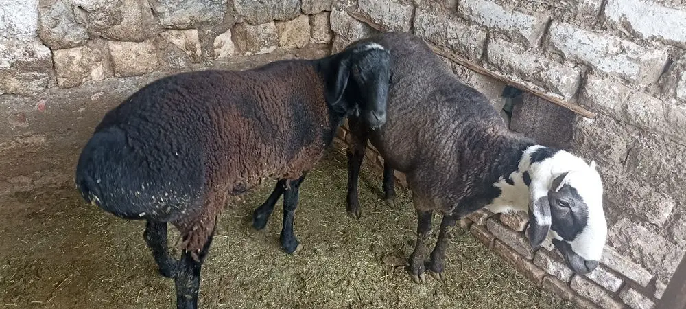 Qo'chqorlar sotiladi