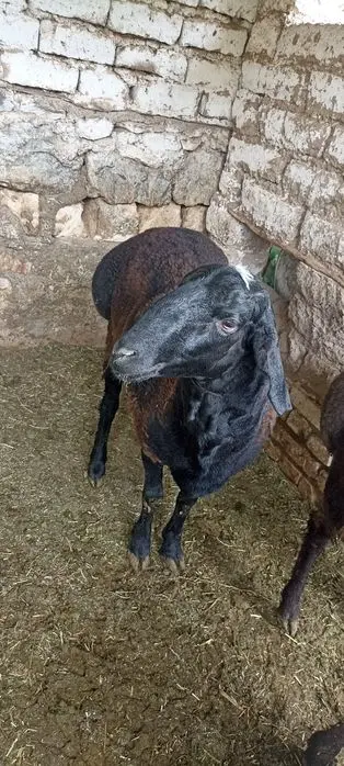 Qo'chqorlar sotiladi