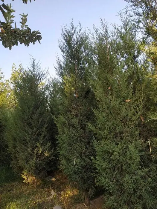 Арча кўчат мoжжевелник