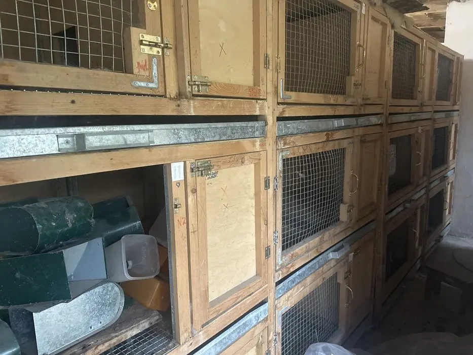 Ассалому алайкум куён кафаслари сотилади манзил чирчик шахрида донаси