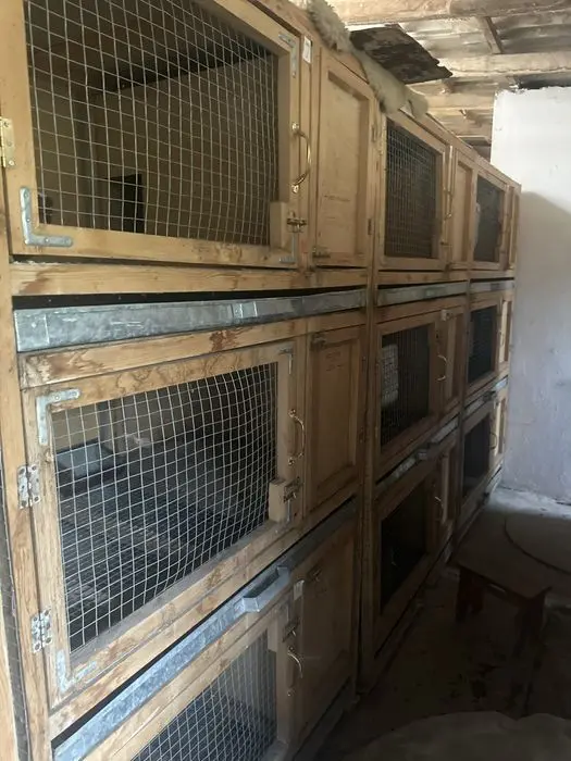 Ассалому алайкум куён кафаслари сотилади манзил чирчик шахрида донаси