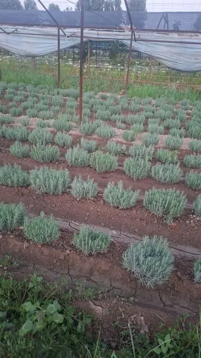 Lavanda gullari sotuvda da