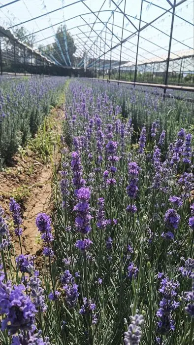 Lavanda gullari sotuvda da