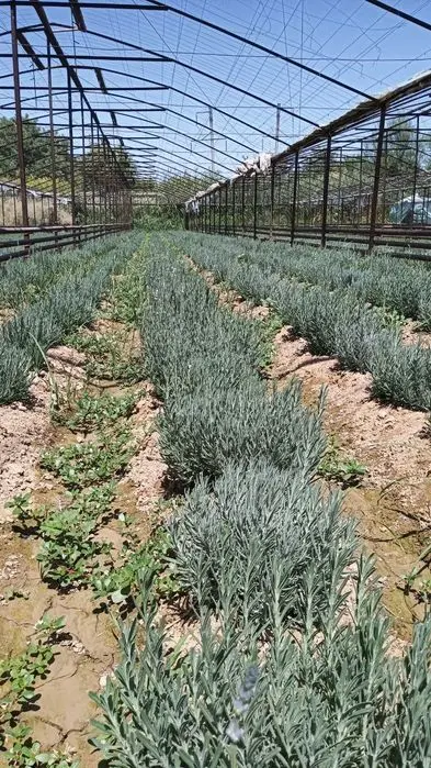 Lavanda gullari sotuvda da