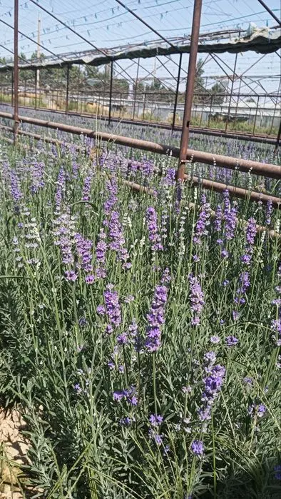 Lavanda gullari sotuvda da