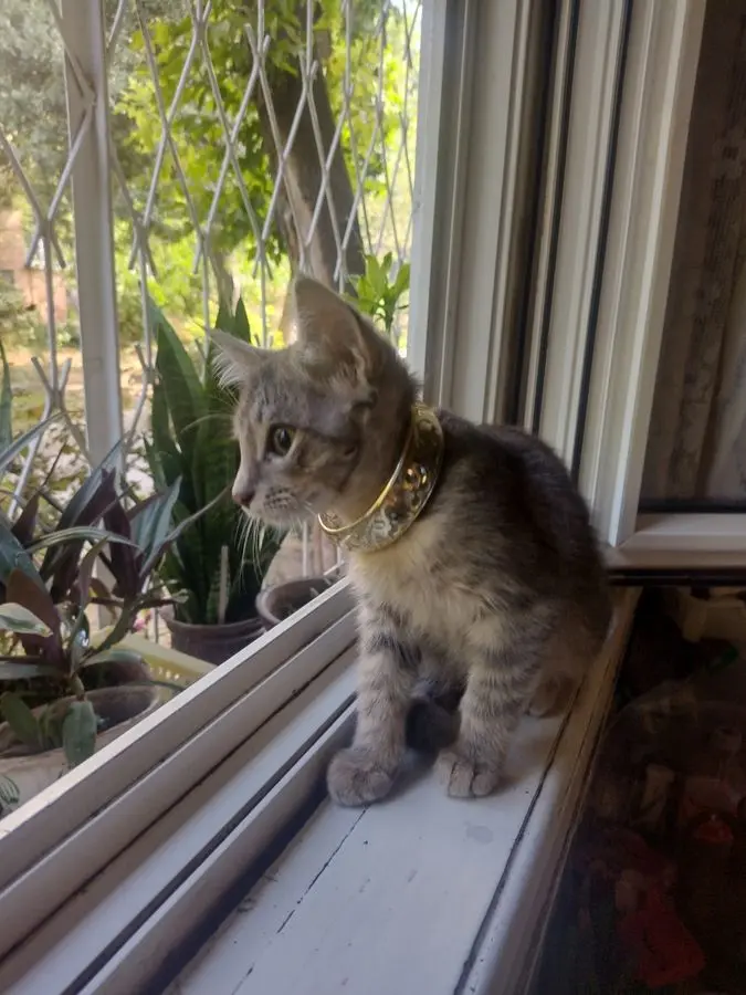 Умный котик , в добрую любящую семью