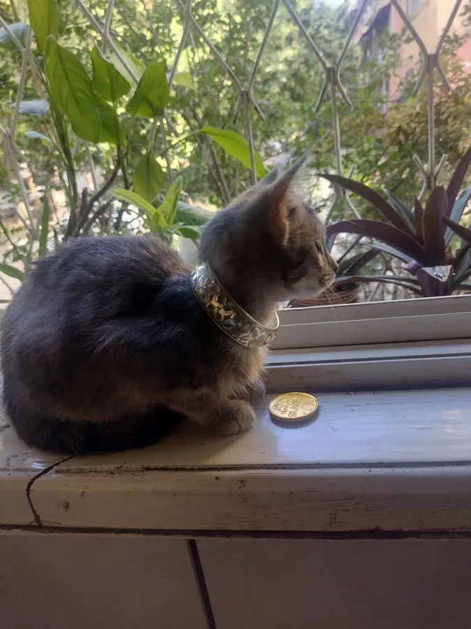 Умный котик , в добрую любящую семью