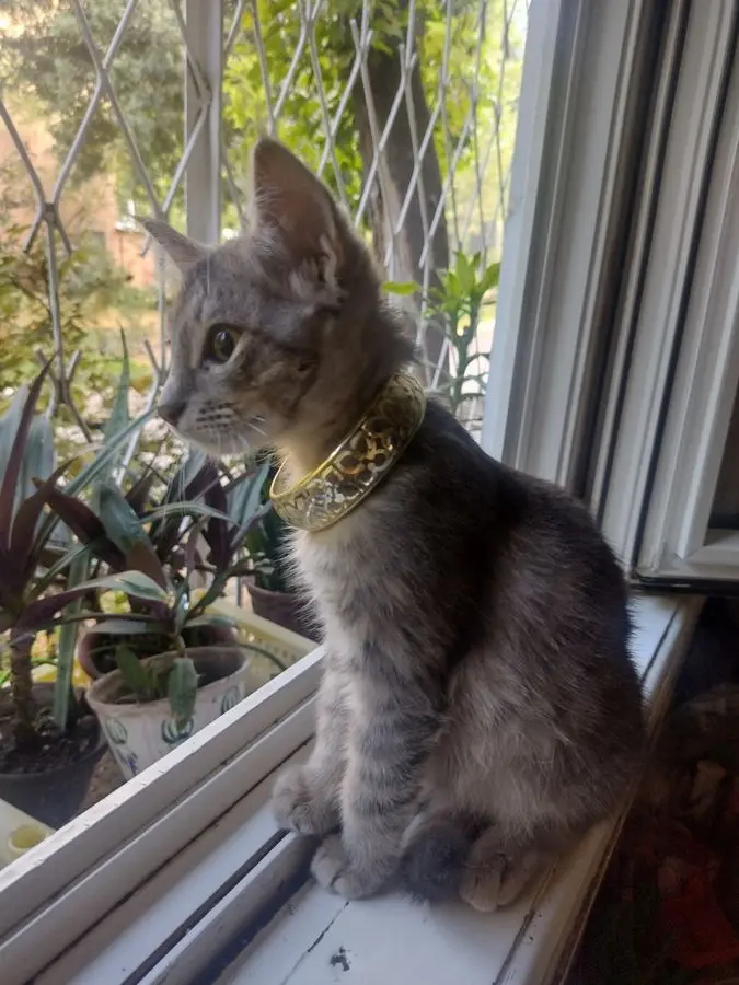Умный котик , в добрую любящую семью