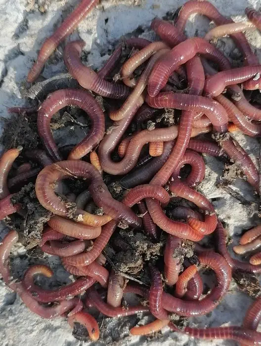 Chuvalchang Aksiya