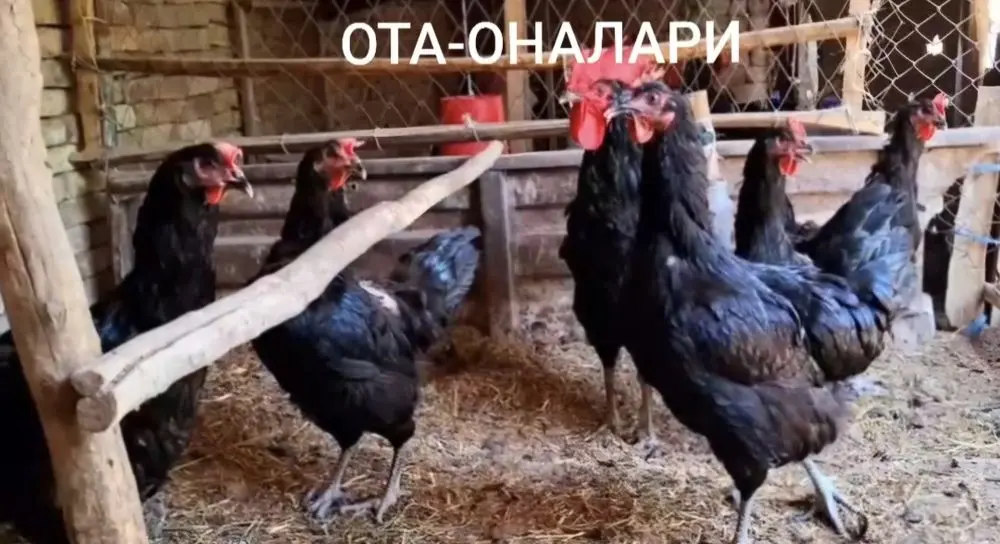 Тухум ва жўжалари сотилади.