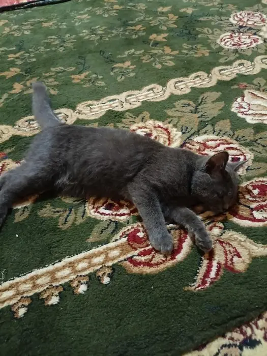 Blue russian cat
