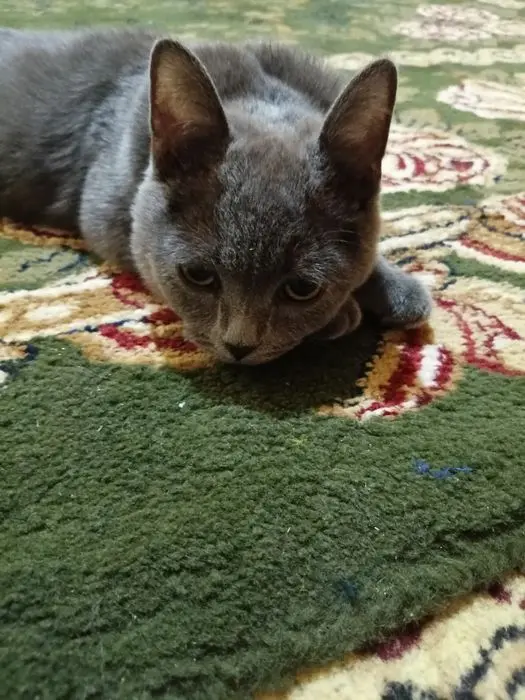 Blue russian cat