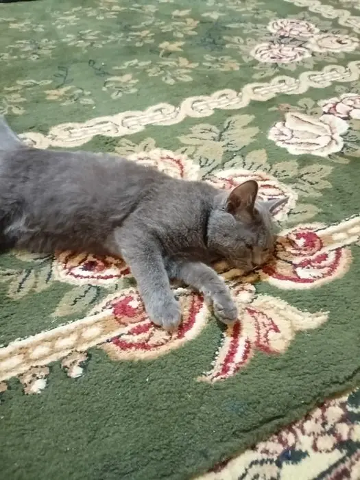 Blue russian cat