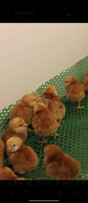 Bruder,  брудер jo‘jalar, жўжалар