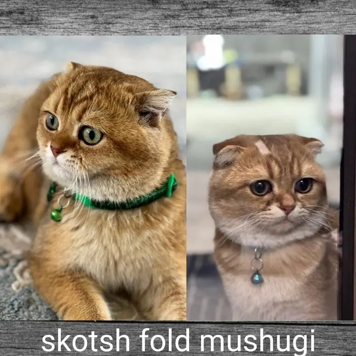 Mushuk sotiladi skotsh fold mushugi  top-toza paroda dastafka ham bor