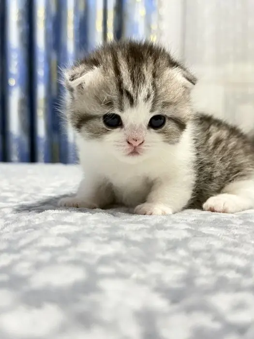 Шотландские вислоухие котята, милые плюшевые малыши