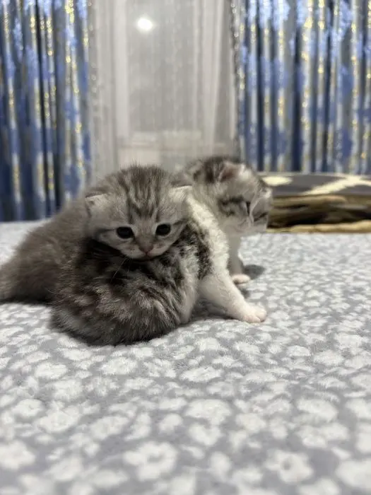 Шотландские вислоухие котята, милые плюшевые малыши