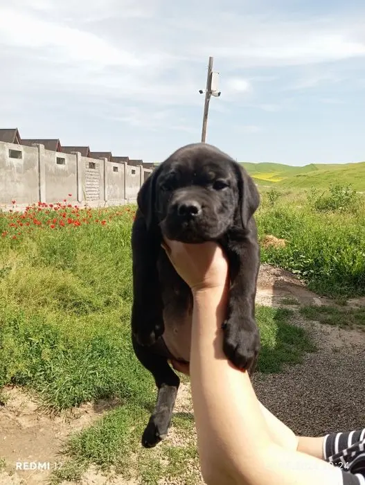 Щенок Кане -Корсо