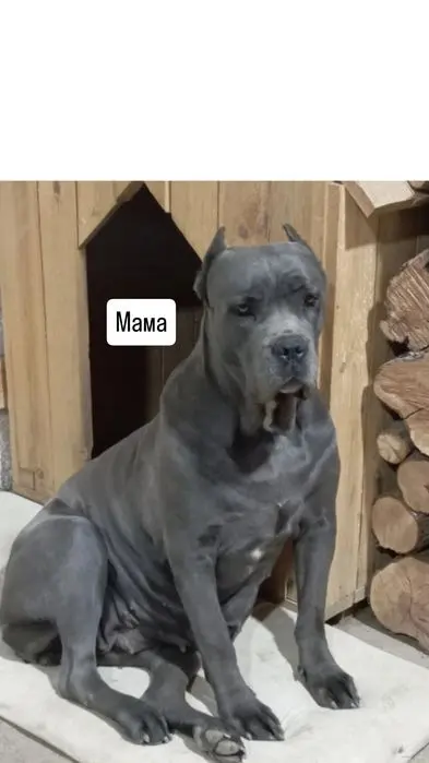 Щенок Кане -Корсо
