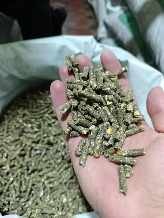 Chorva mollari uchun sifatli ozuqa