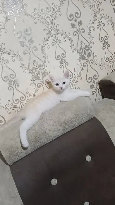 Шотландский страйд