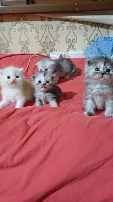 Шотландский страйд