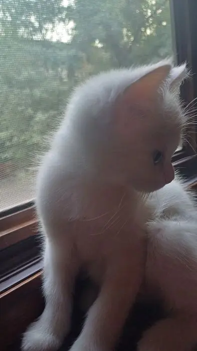 Шотландский страйд