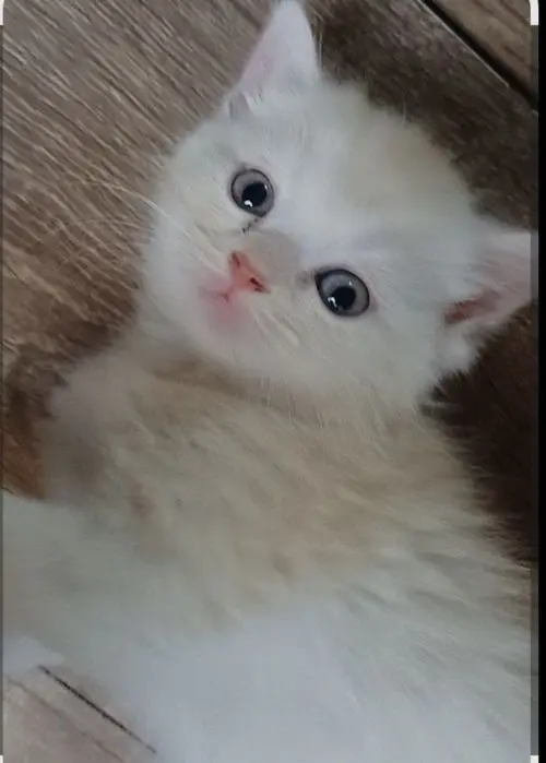 Шотландский страйд