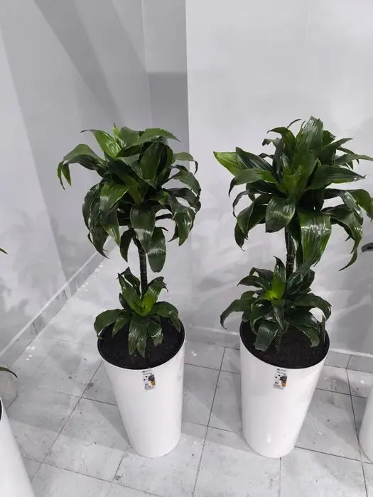 Офисные цветы  Хона гуллари