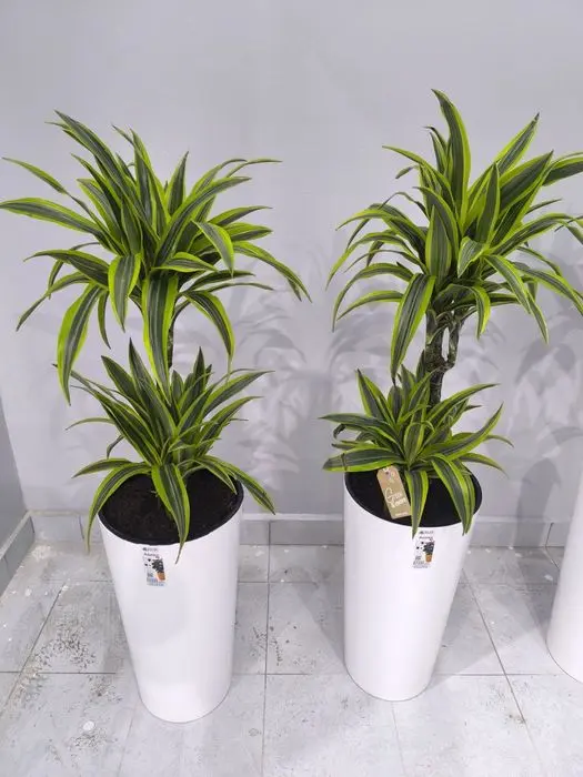 Офисные цветы  Хона гуллари